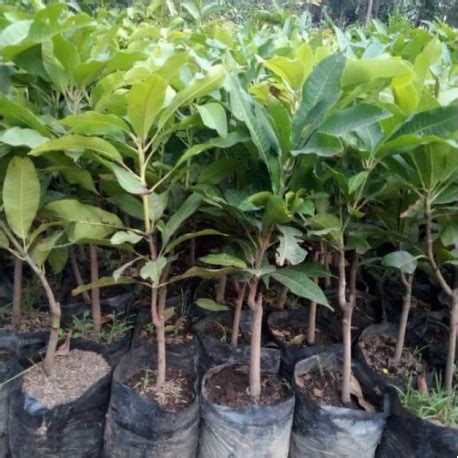 Beli produk mangga harum manis berkualitas dengan harga murah dari berbagai pelapak di indonesia. Bibit Mangga Harum Manis