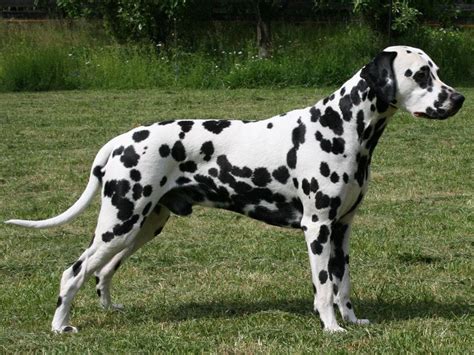 Parents are on the premises. Dalmatian dog price range. Dalmatian puppies for sale ...