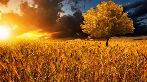 Golden Sunset Beautiful Sunset Over The Wheat Field Beautiful