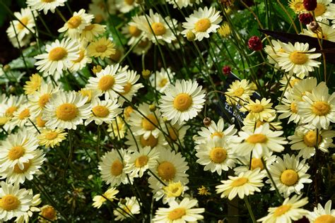 Images Gratuites Prairie Fleur Pétale Floraison Floral Herbe