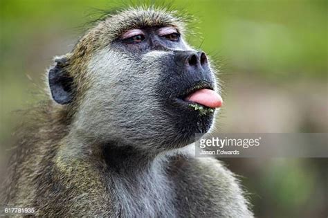 Monkey Sticking Tongue Out Photos And Premium High Res Pictures Getty