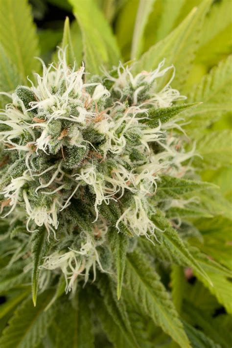 Power Kush Buy Power Kush Feminized Cannabis Seeds