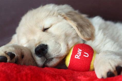 Sweetest Golden Pup With A Message Golden Retriever Dog Love