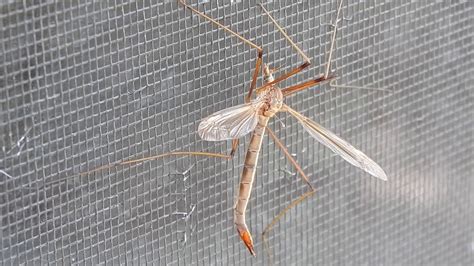 The Crane Fly It Looks Like The Worlds Biggest Mosquito Youtube