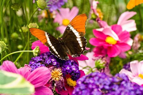 49 Free Live Butterfly Wallpapers On Wallpapersafari