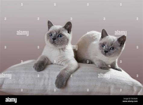 Two Blue Point British Shorthair Kittens Stock Photo 62064685 Alamy