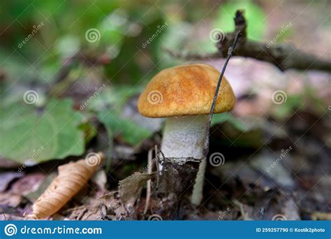 Single Red Boletus Mushroom In The Wild Red Boletus Mushroom Grows On