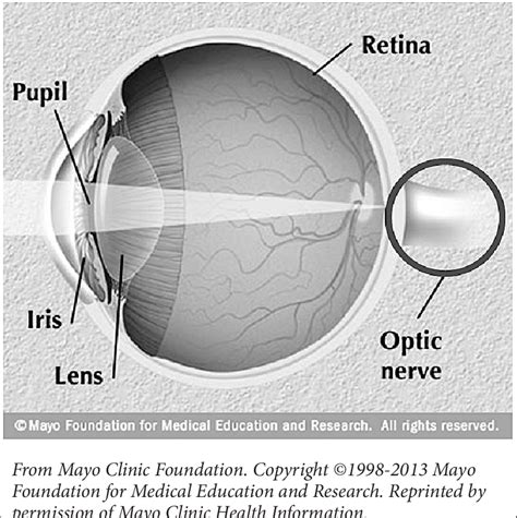 Eye And The Optic Nerve The Optic Nerve Is One Of The Cranial Nerves