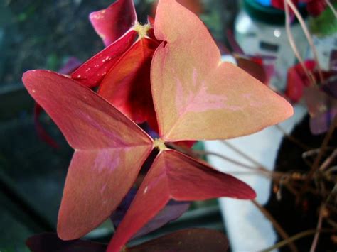 Also called good luck plant and sometimes classified as c. Oxalis (Purple Shamrock / Love Plant) Guide | Our House Plants