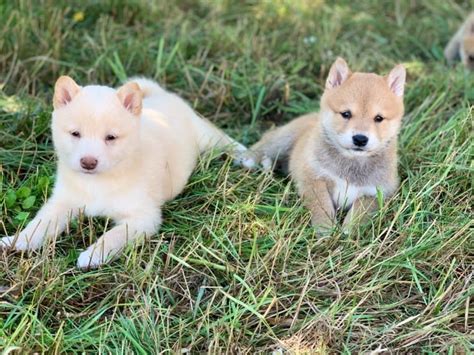 Life's ruff when you're this emotional. Shiba Inu Welpen (Kirchham, Niederbayern) - Haustier-Anzeiger