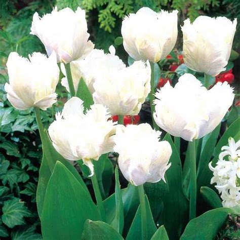 Buy Tulip White Parrot J Parkers Dutch Bulbs