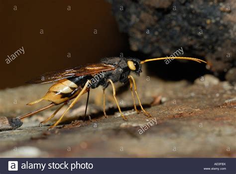 Horntail Urocerus Gigas Laying Eggs In Timber Wales Uk Stock Photo