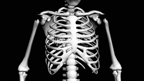 Rotation Of 3d Skeletonribschestanatomyhumanmedicalbodyskull