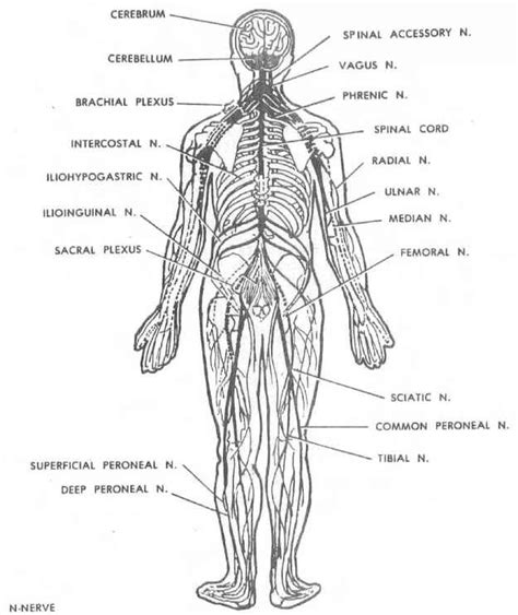 The nervous system, along with the endocrine system, regulates homeostasis. Blank Peripheral Nervous System Diagram : 399 best images ...