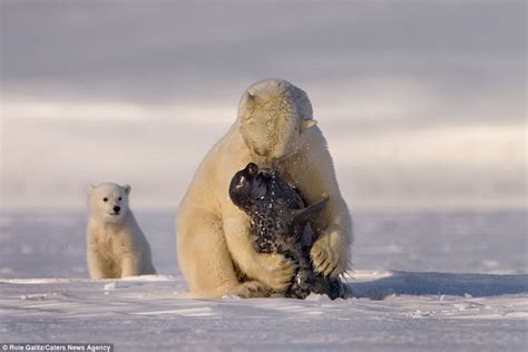 Polar Bear Mother Teaches Its Young To Hunt By Waiting For Seals
