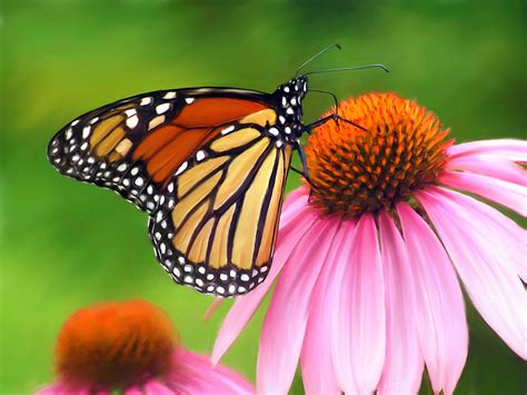 Monarch Butterfly Painting By Christina Rollo