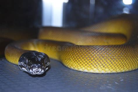 D Albertis Python Snake Stock Image Image Of Pythonidae 219102197