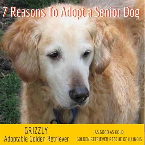 7 Reasons To Adopt A Senior Dog Golden Woofs