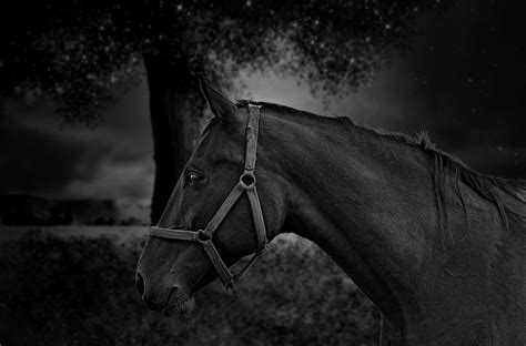 Dark Horse By Heather Plew