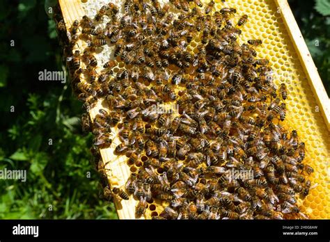 Large Colony Of Worker Honeybees Apis Mellifera On Honeycomb In A