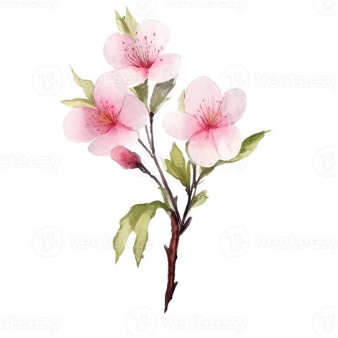 Cherry Blossom Watercolor Png