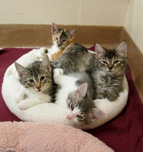 Read more information about all of the kittens and cats we currently have available for adoption at centre county paws. Cat for adoption - KITTENS, a Domestic Short Hair in ...