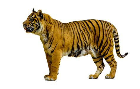 Collection of Cute Wild Animal PNG. | PlusPNG