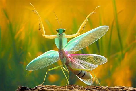 Gorgeous Praying Mantis They Look Like A Mix Of Aliens👽 And Beautiful