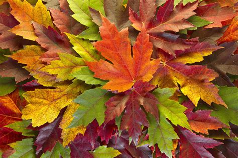 Maple Leaves Mixed Fall Colors Background Photograph By David Gn Fine
