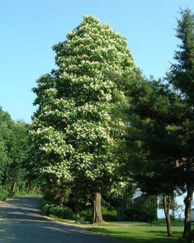 Ohio Buckeye Aesculus Glabra Great Plains Nursery Buckeye Tree