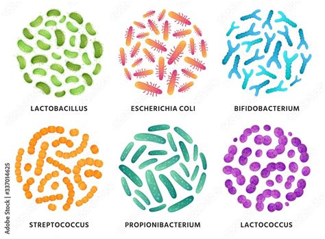 Probiotics Lactobacillus Bifidobacterium And Lactococcus Probiotic