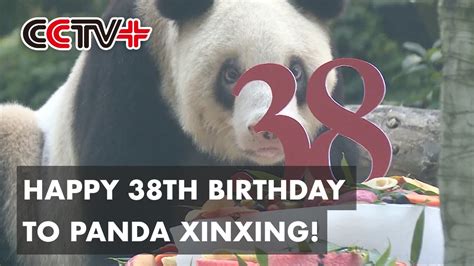 Worlds Oldest Panda In Captivity Celebrates 38th Birthday Youtube