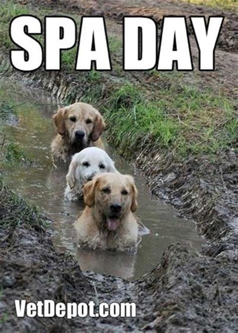 Baby dogs cute and funny dog videos compilation #1 | 30 minutes of funny puppy videos 2021. Put Your Rain Coats On, It's Raining Funny Cats And Dogs ...