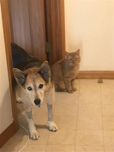 Adopted Dog And Cat Have Instant Bond Love Going