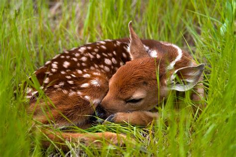 Keep Wildlife Wild Know What To Do If You Find A Fawn Wisconsin Dnr