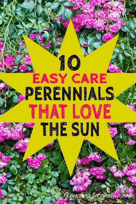 Some containers have all the sun. Full Sun Perennials: 10 Beautiful Low Maintenance Plants ...