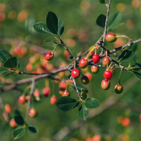 Tree With Small Red Berries Uk Morton Treadway