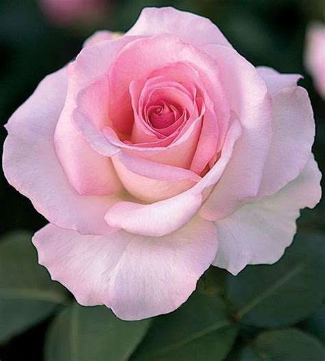 40 Beautiful Pink Rose Gardening Ideas For Backyard Hybrid Tea Roses