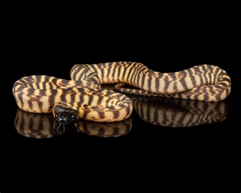 Black Headed Pythons — Zion Hill Exotics