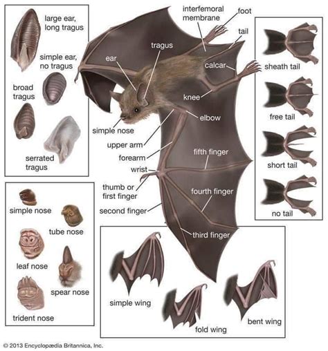 Parts Of A Bat General Bat Anatomy Bat Mammal Bat Species
