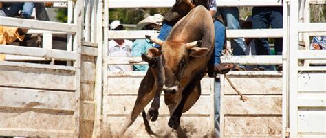 Conheça As Raças De Cavalo Mais Comuns No Brasil E Suas Características