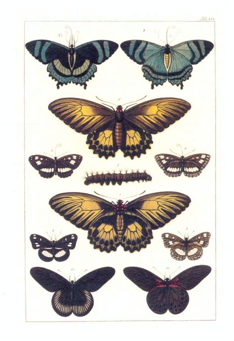 Check spelling or type a new query. Albertus Seba's Cabinet of Natural Curiosities | I L L U S ...