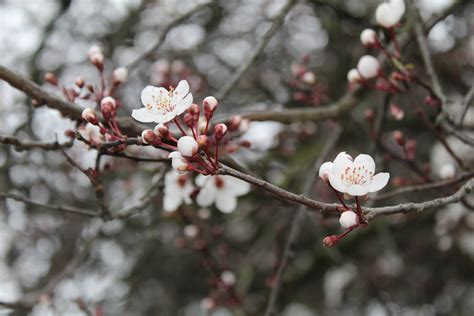 Wallpaper Branch Spring Flora Flower Twig Cherry Blossom Tree
