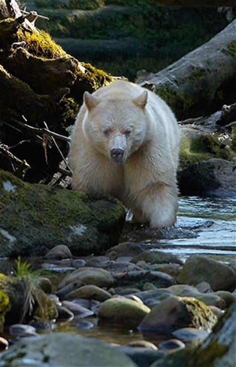 The Pride Of British Columbia Spirit Bear Featured Creature
