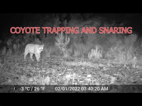 Coyote Trapping And Snaring Youtube