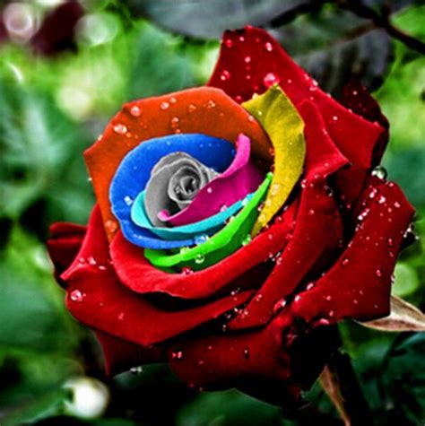 200 Piece Mystic Rainbow Rose Bush Flower Seeds Stratisfied Seeds Free