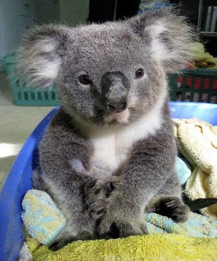 Australian National Treasure Koala Page 7 Of 27 Gloria Love Pets