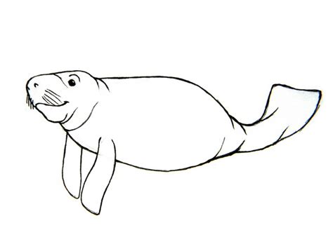 How To Draw Manatees 5 Steps With Pictures Wikihow