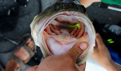 Current Fishing: How to Catch Swift-River Bass - Game & Fish