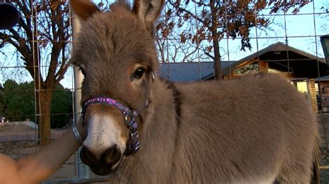 Miniature Donkeys The Latest Trend In Exotic Pets Kokh